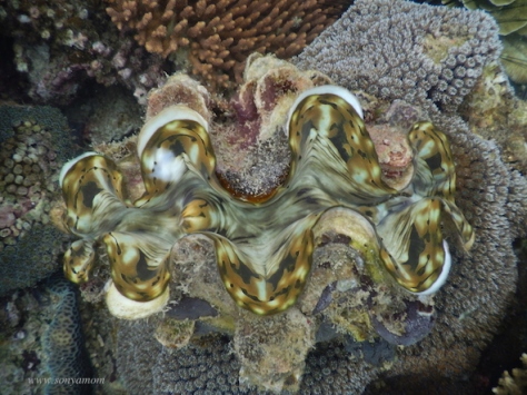 snorkeling belitung babel coral