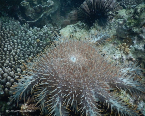 belitung snorkeling babel coral